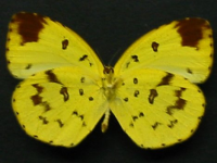 Adult Female Under of Large Grass-yellow - Eurema hecabe hecabe